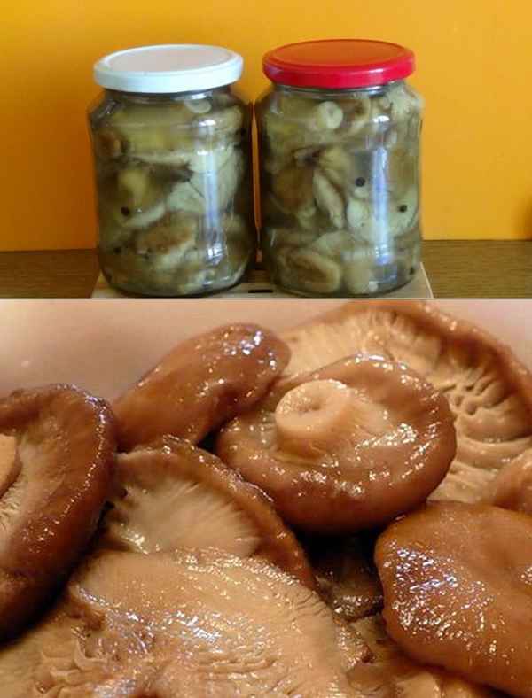 Как засолить волнушки на зиму в домашних условиях, рецепты, пошаговые инструкции