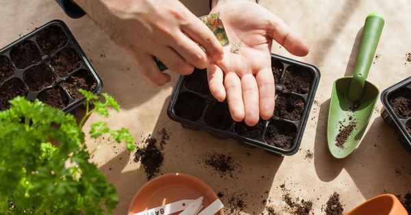 Не пропустите! Что посеять в марте на рассаду?