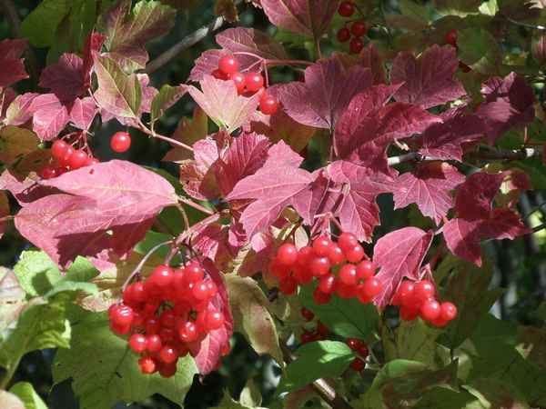 Уход за калиной