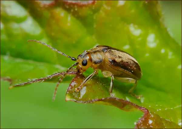 Калиновый листоед, как избавиться