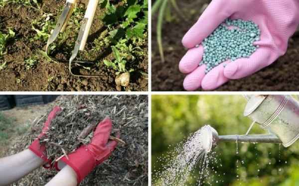 Удобрение калины