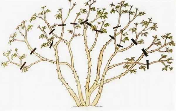 Обрезка калины обыкновенной: нужно ли обрезать, когда и как