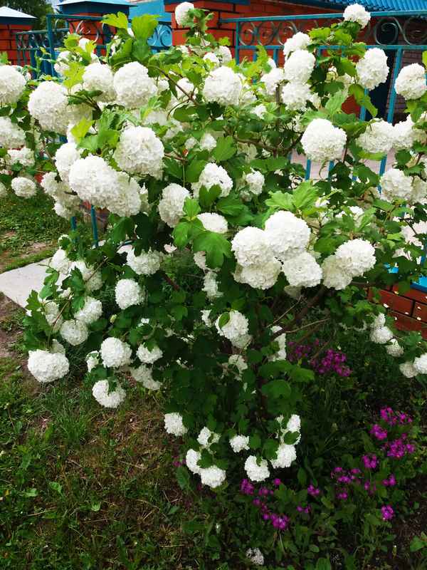 Чем подкормить калину Бульденеж