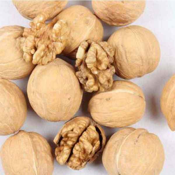 Сорта грецкого ореха