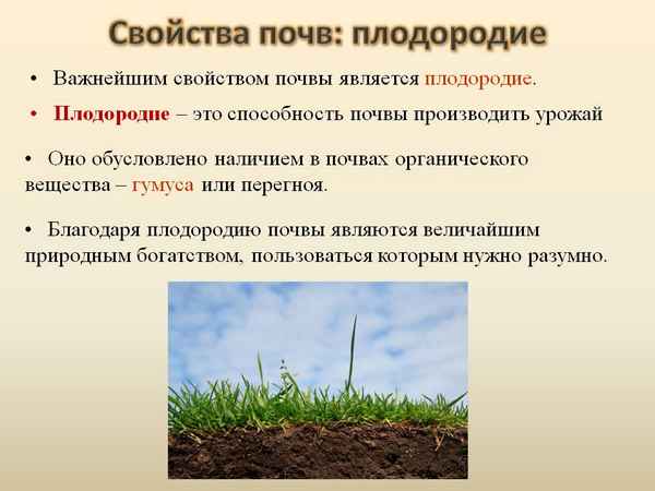 5 действенных способов вернуть почве плодородие