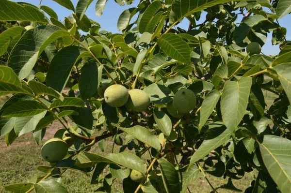 Описание грецкого ореха Чандлер и особенности его выращивания