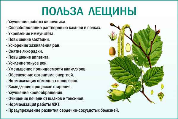 Польза и вред листьев лещины и фундука