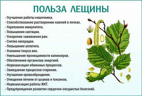 Польза и вред лещины и её коры