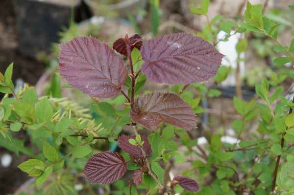 Описание лещины Фускорубра и особенности выращивания