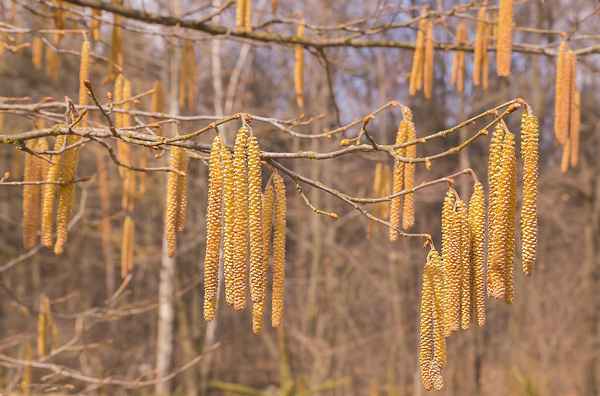 Цвет лещины