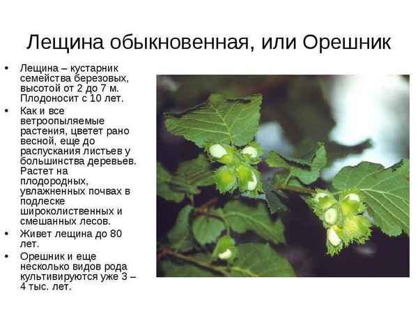 Описание лещины обыкновенной и особенности её выращивания