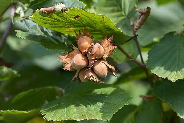 Плодоносность лещины
