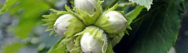 Выбор сорта и выращивание лещины обыкновенной на Урале