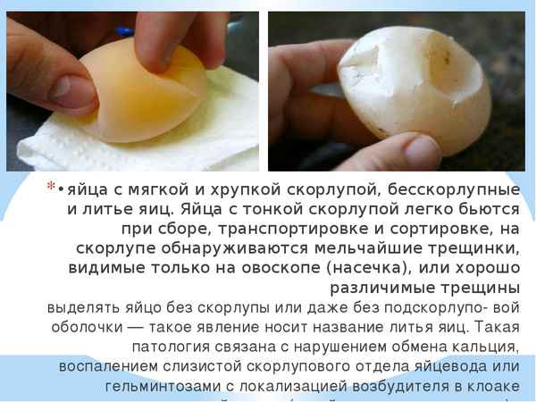 В чём причина тонкой скорлупы у куриного яйца и что при этом делать