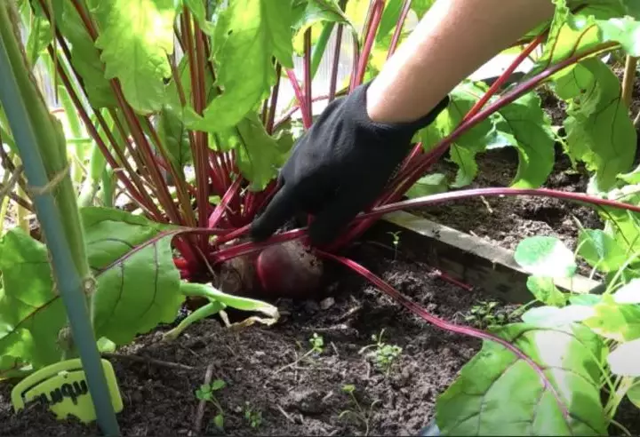 Как посадить свеклу букетным способом