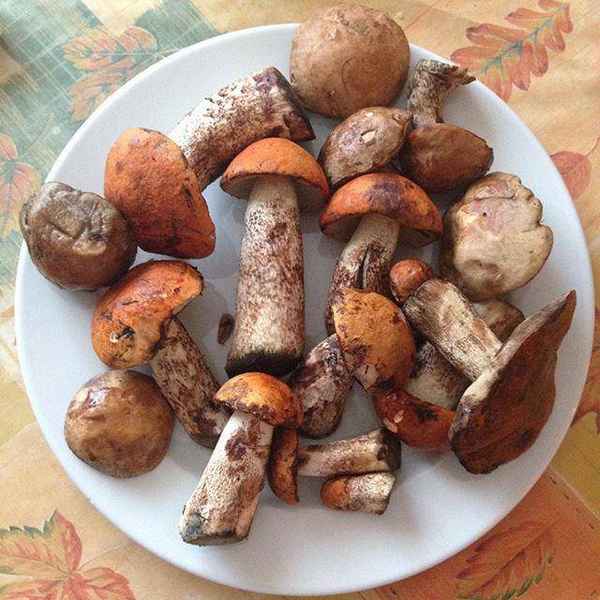 Как готовить подосиновики и подберёзовики: пошаговая инструкция с фото