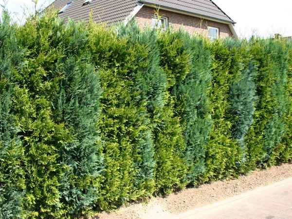 Быстрорастущие туи и можжевельники