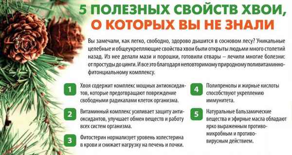 Польза елового отвара для организма человека