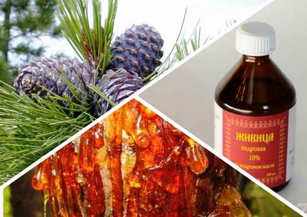 Чем полезна еловая смола