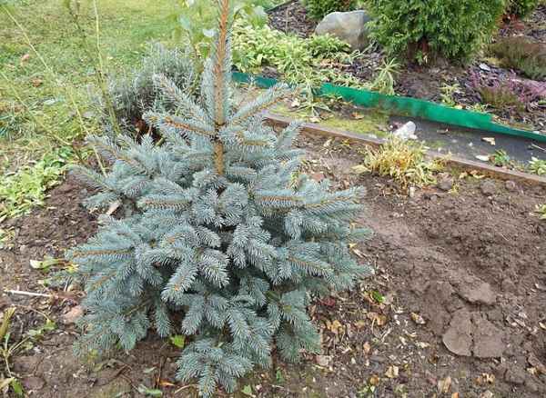 Описание ели колючей Глаука Аризона/Кейбаб, её посадка и уход