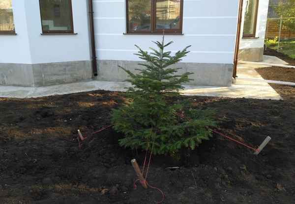 Пересадка ёлки из леса на участок