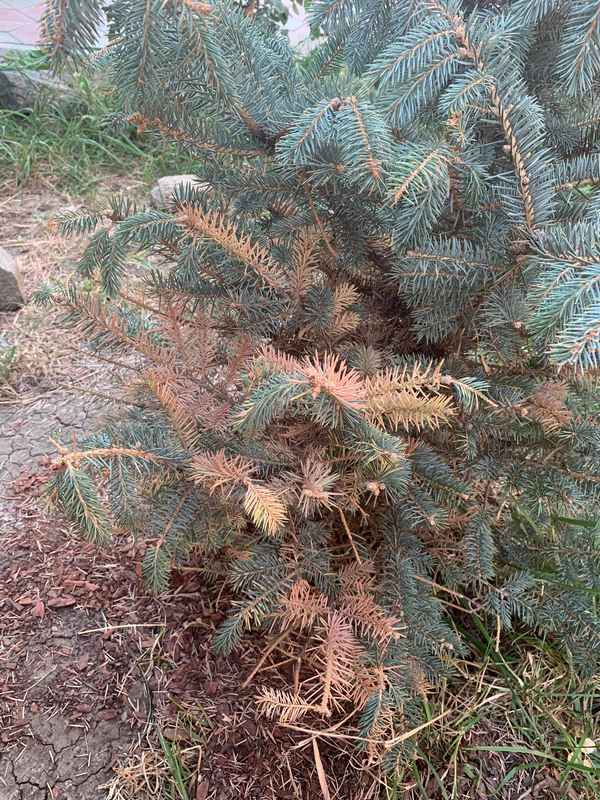 Что делать если ель желтеет и сохнет