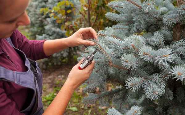 Как проводят обрезку гoлyбой ели