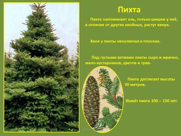 Описание разновидностей пихты