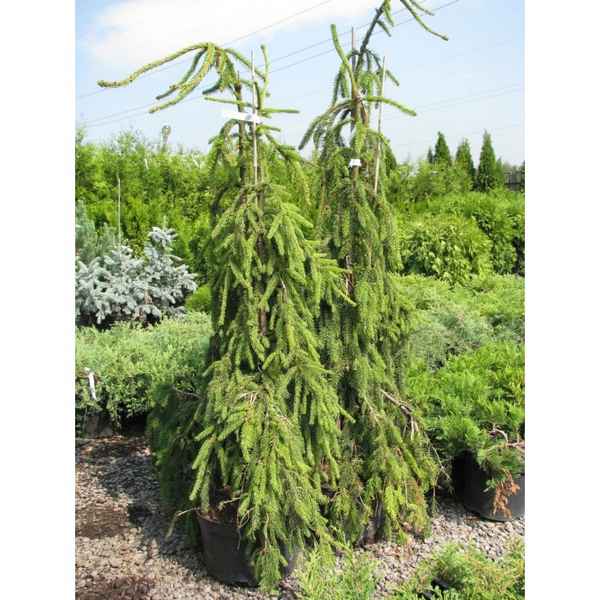 Ель обыкновенная плакучая Инверса