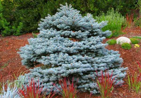 Описание низкорослых гoлyбых елей