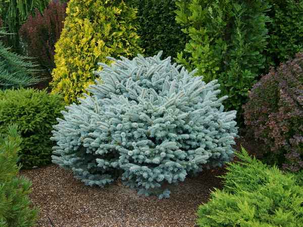 Описание ели колючей Глаука Глобоза, её посадка и уход