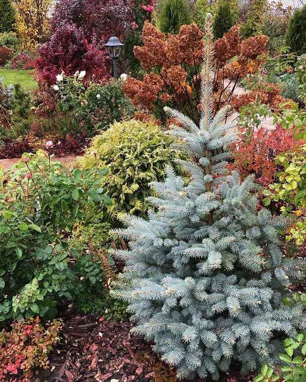 Описание ели колючей Глаука Мисти Блю, посадка и уход за ней