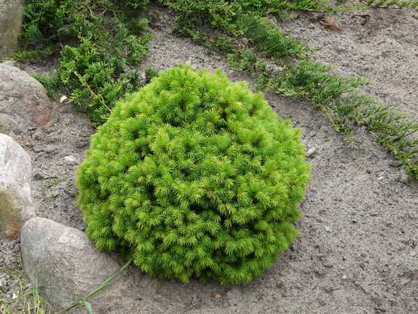 Описание ели канадской Альберта Глобе, её посадка и уход за деревом