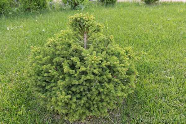 Описание ели обыкновенной Барри, её посадка и уход