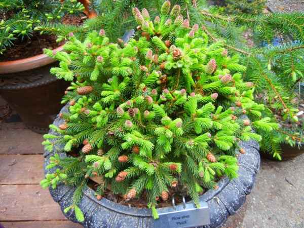 Описание и применение ели Пуш в ландшафтном дизайне