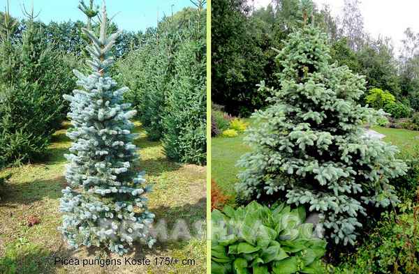 Описание ель Костер, её посадка и уход за деревом