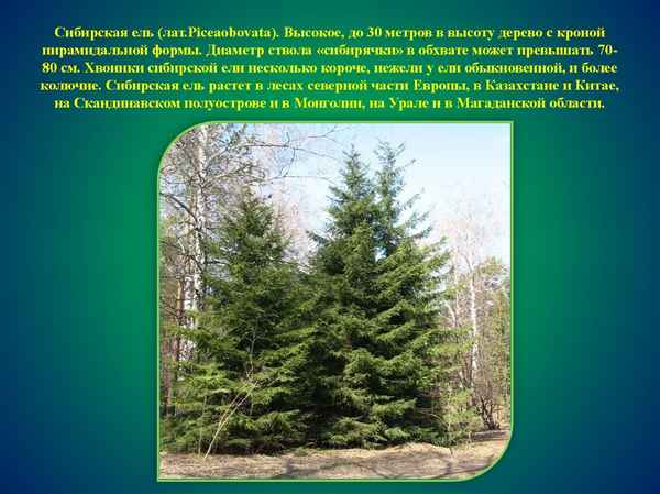 Описание и применение сибирской ели