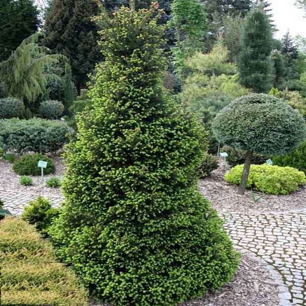 Ель обыкновенная Виллс Цверг