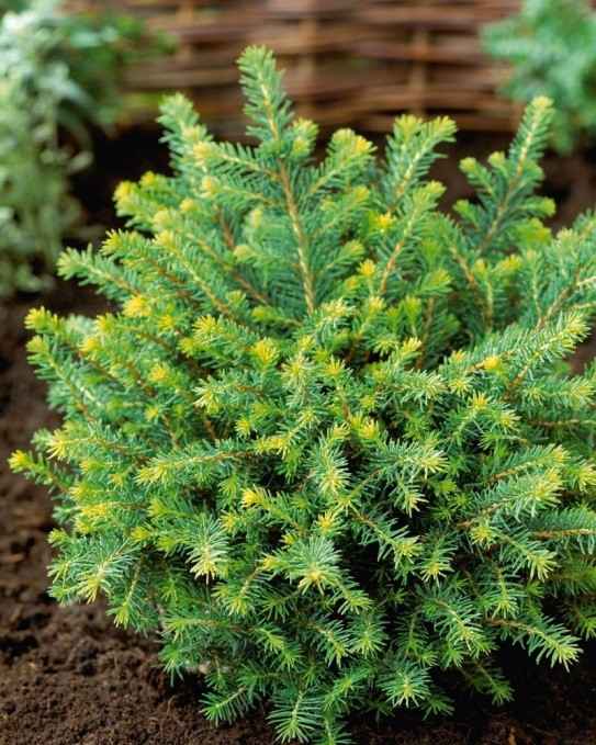 Особенности сербской ели Карел