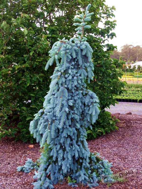 Описание, посадка и уход за колючей елью Зе Блюз