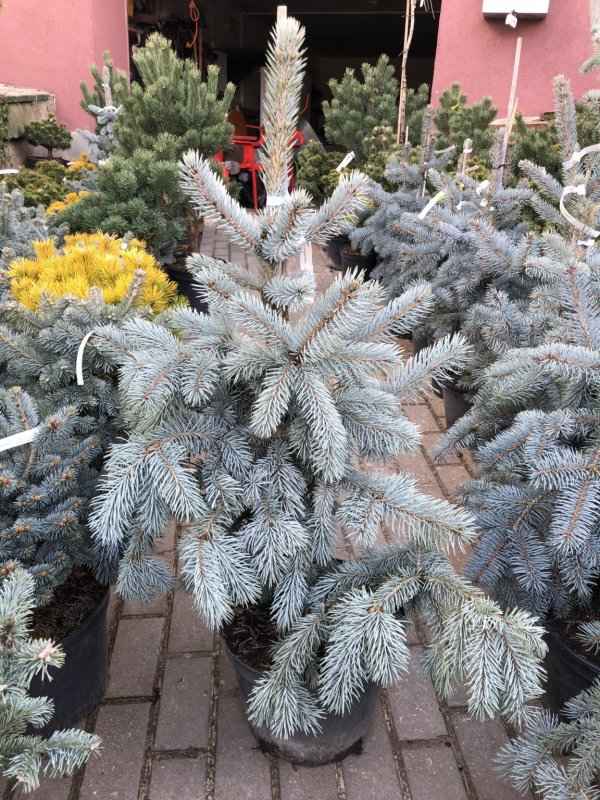 Использование колючей ели Хупси