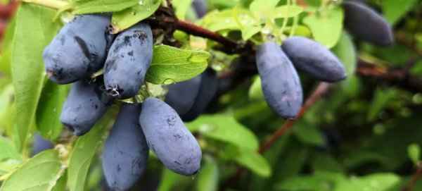 Какие сорта жимолости посадить, чтобы потом не жалеть? Выбираем лучшие