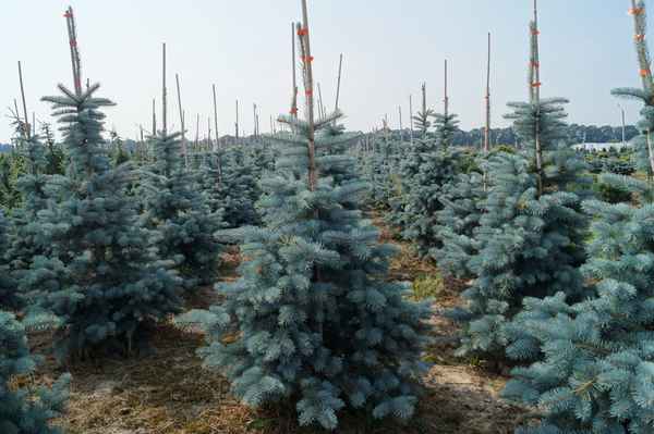 Описание ели сорта Ольденбург, особенности посадки и ухода