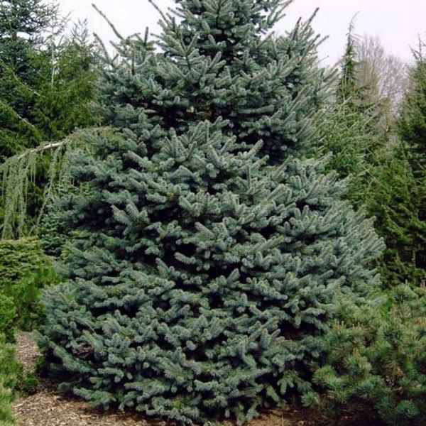 Сорт колючей ели Эрих Фрам