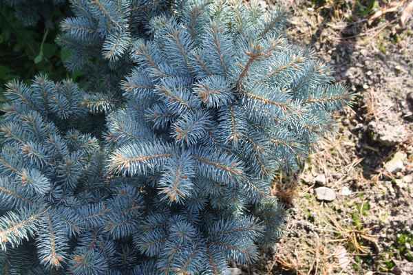 Описание ели колючей Маджестик Блю, её посадка и уход