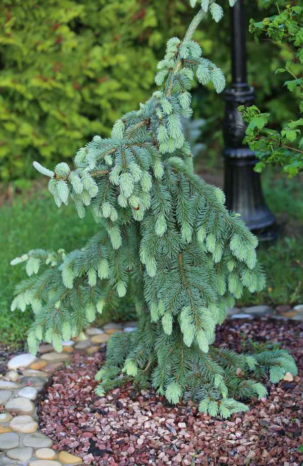 Ель энгельмана: топ-5 сортов и небольшая инструкция по уходу за ними