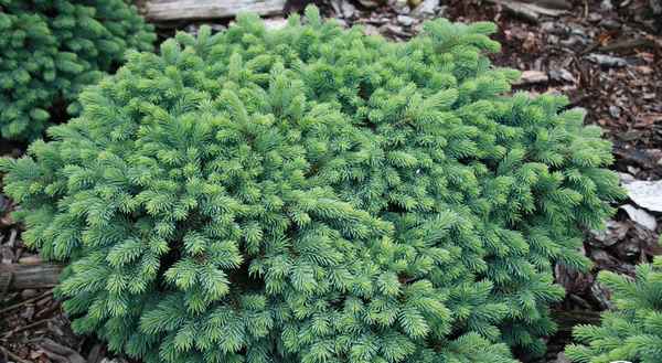 Ель колючая Вальдбрун