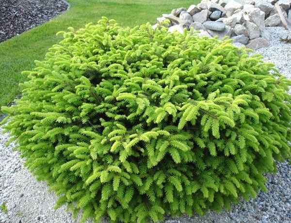 Ель обыкновенная подушковидная Нидиформис