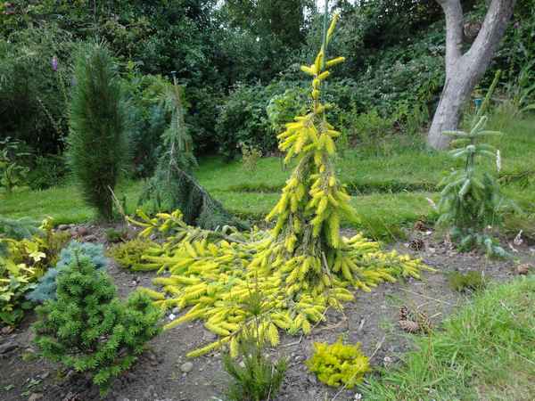 Ель обыкновенная Голд Дрифт