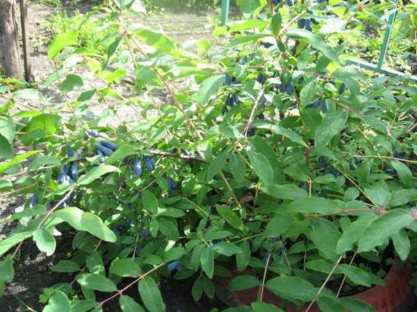 Почему не плодоносит жимолость съедобная: причины низкого урожая